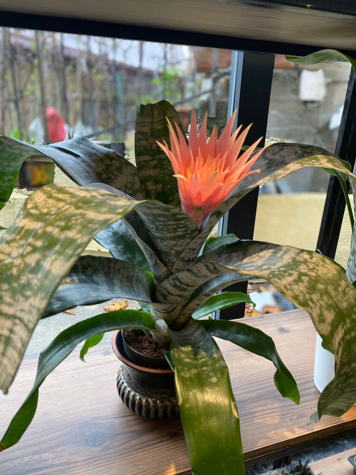 Açmeya Kupa Çiçeği (Bromeliad)