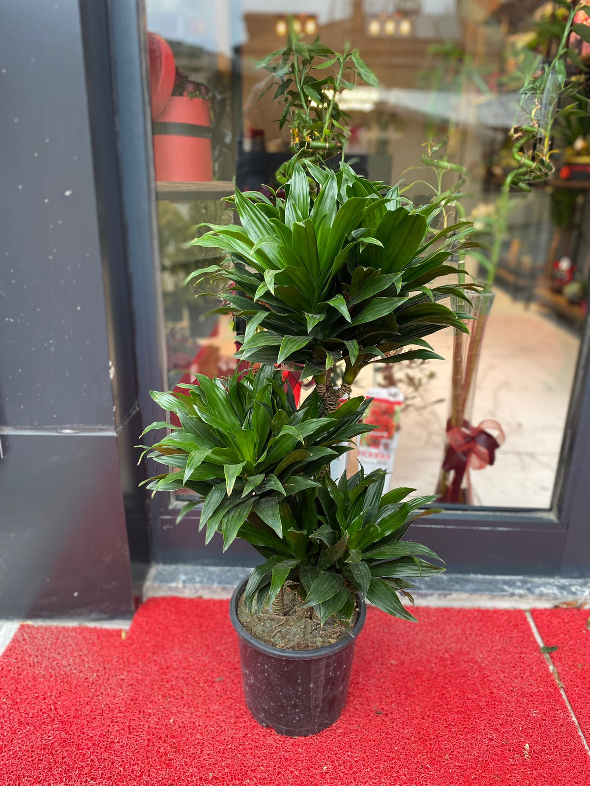 Dracaena Compacta
