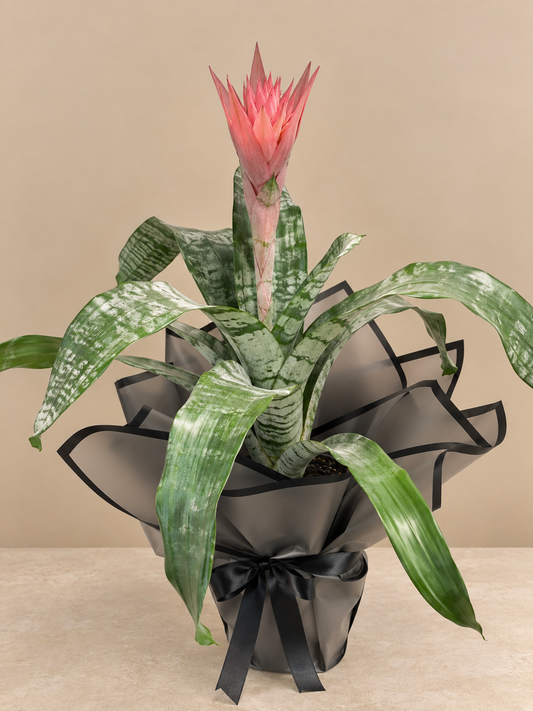Açmeya Kupa Çiçeği (Bromeliad)