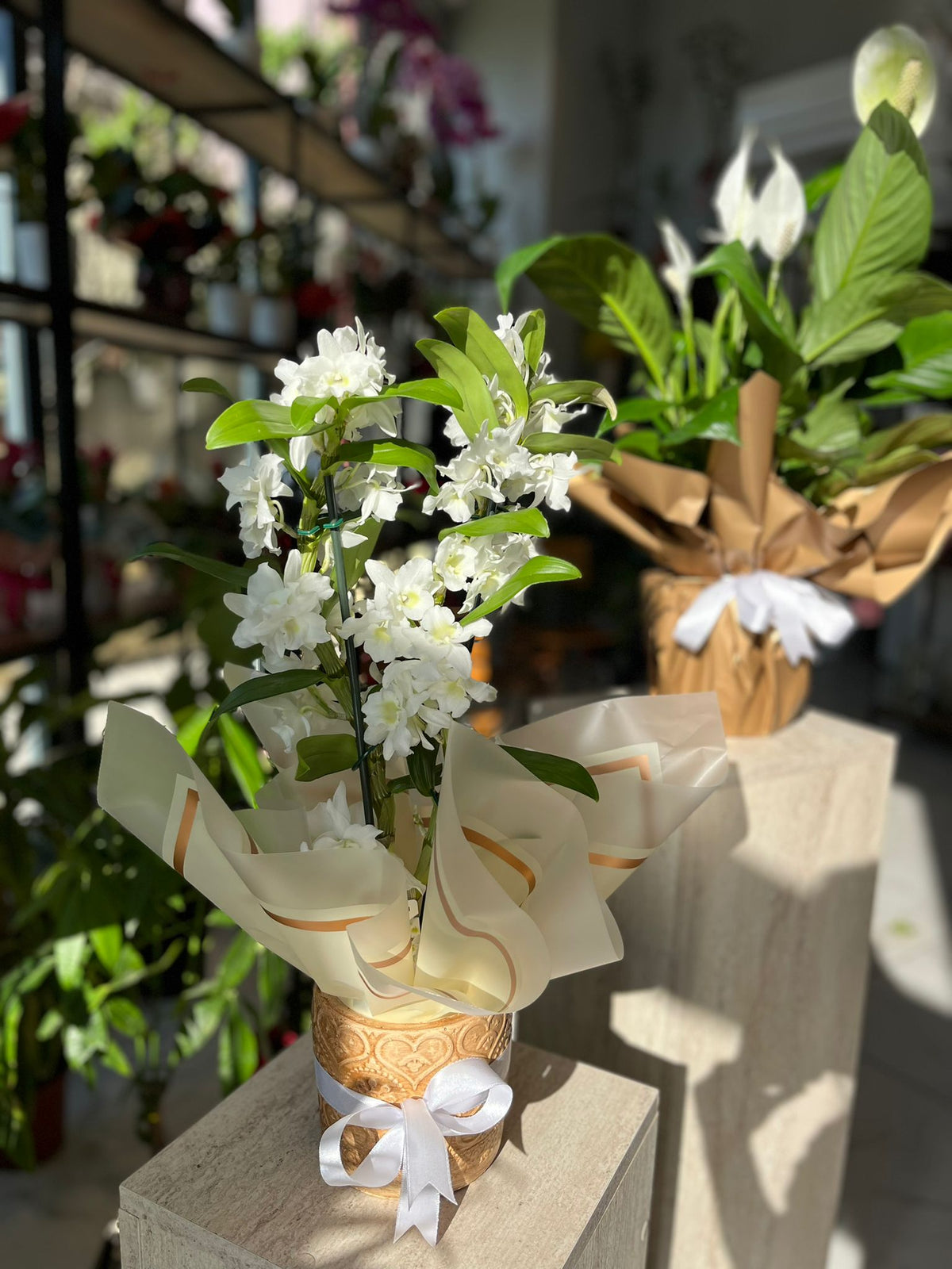 Dendrobium Nobile