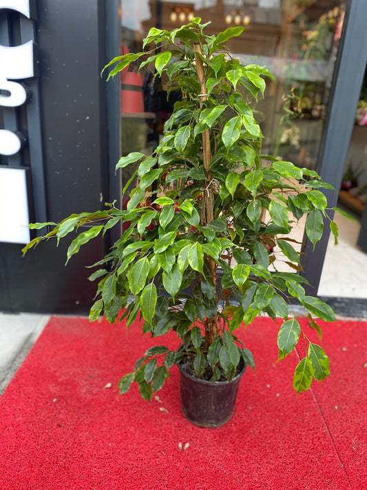 Ficus Benjamina (Ağlayan İncir)