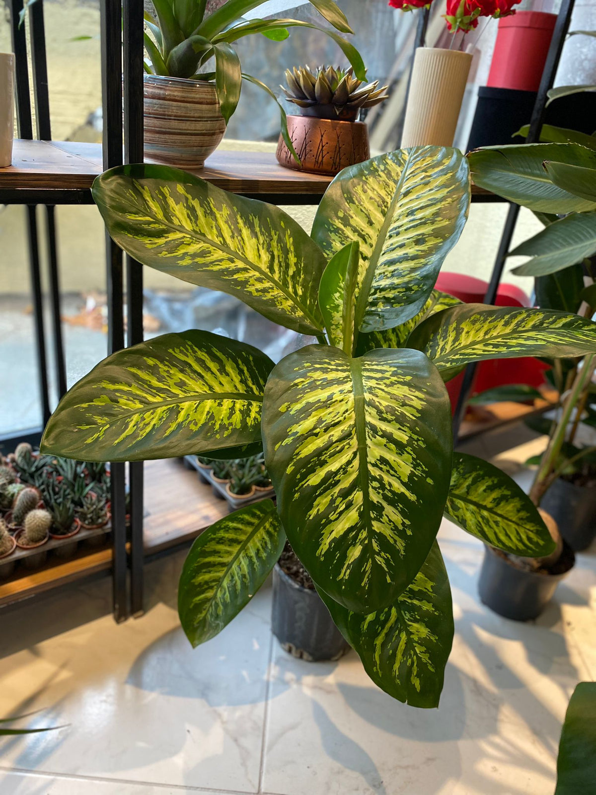 Difendahya (Diffenbachia)