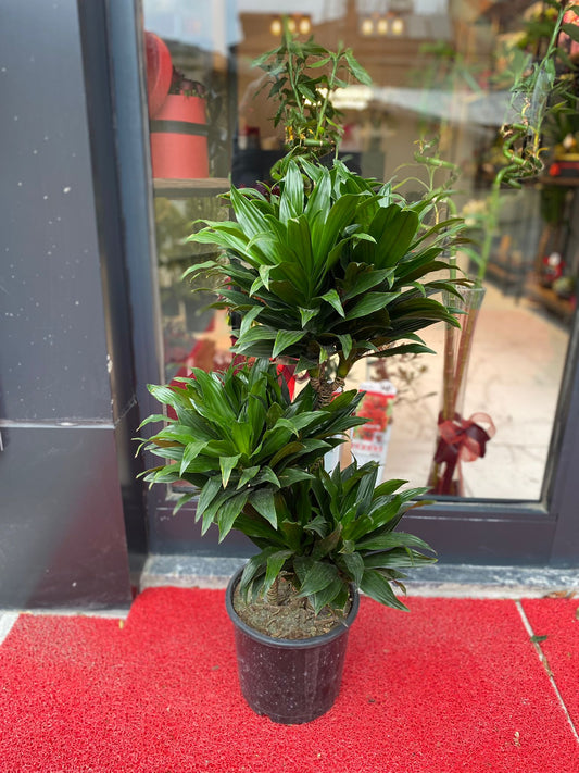 Dracaena Compacta