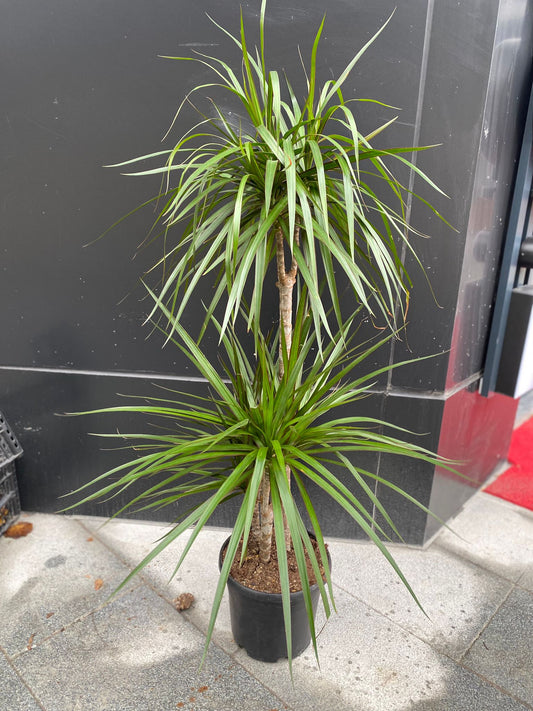 Dracaena Marginata (Ejderha Ağacı)