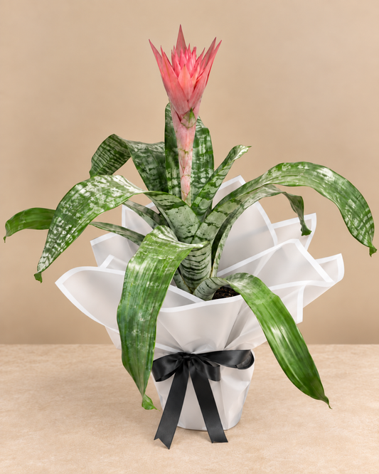Açmeya Kupa Çiçeği (Bromeliad)