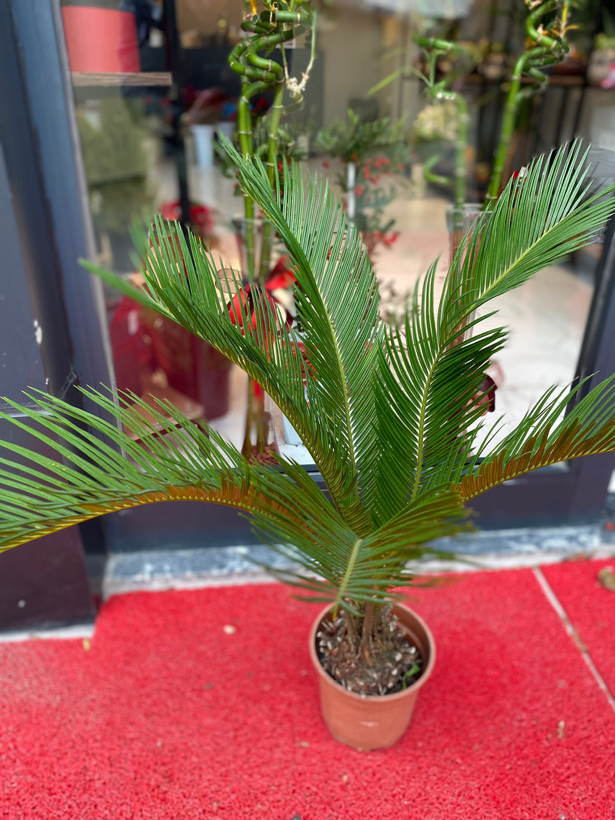 Cycas (Yalancı Sagu Palmiyesi)