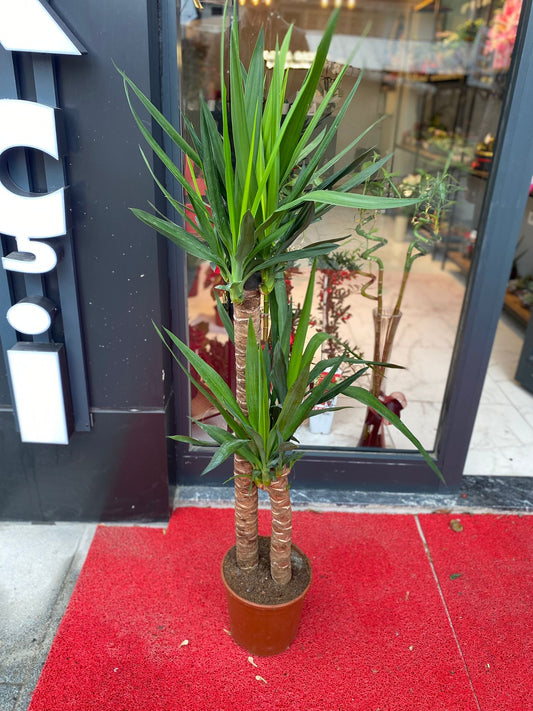 Yukka Büyük Boy