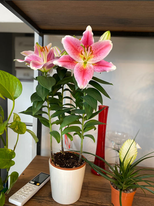 Lilyum (Zambak)